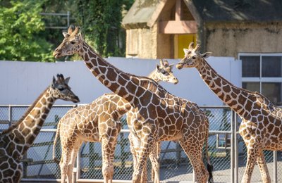 関東でオススメの動物園18選!家族や友達とのお出かけにピッタリの癒しスポット