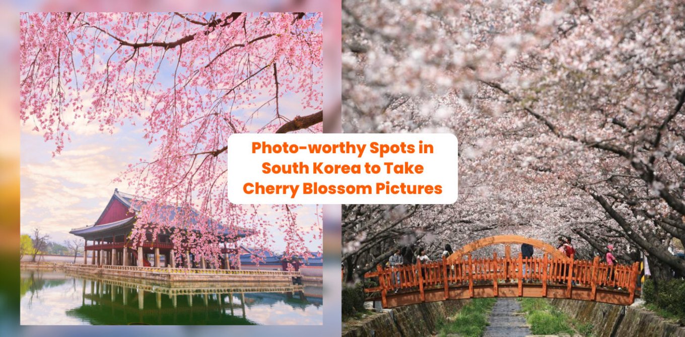 Cherry Blossom