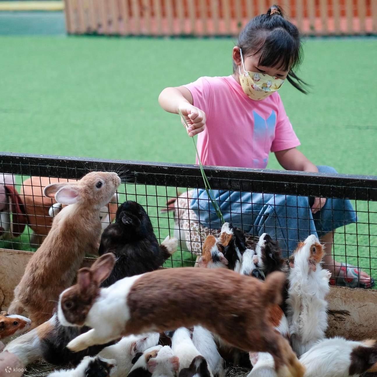 alimentar al conejo en el zoológico interactivo