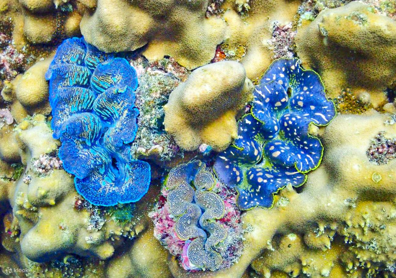 corals between Chaung and Chan Islands