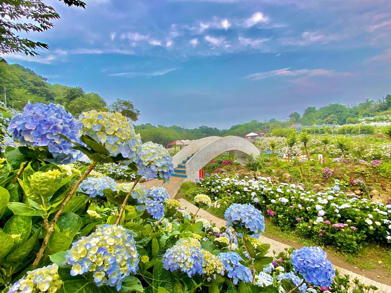 高家繡球花田