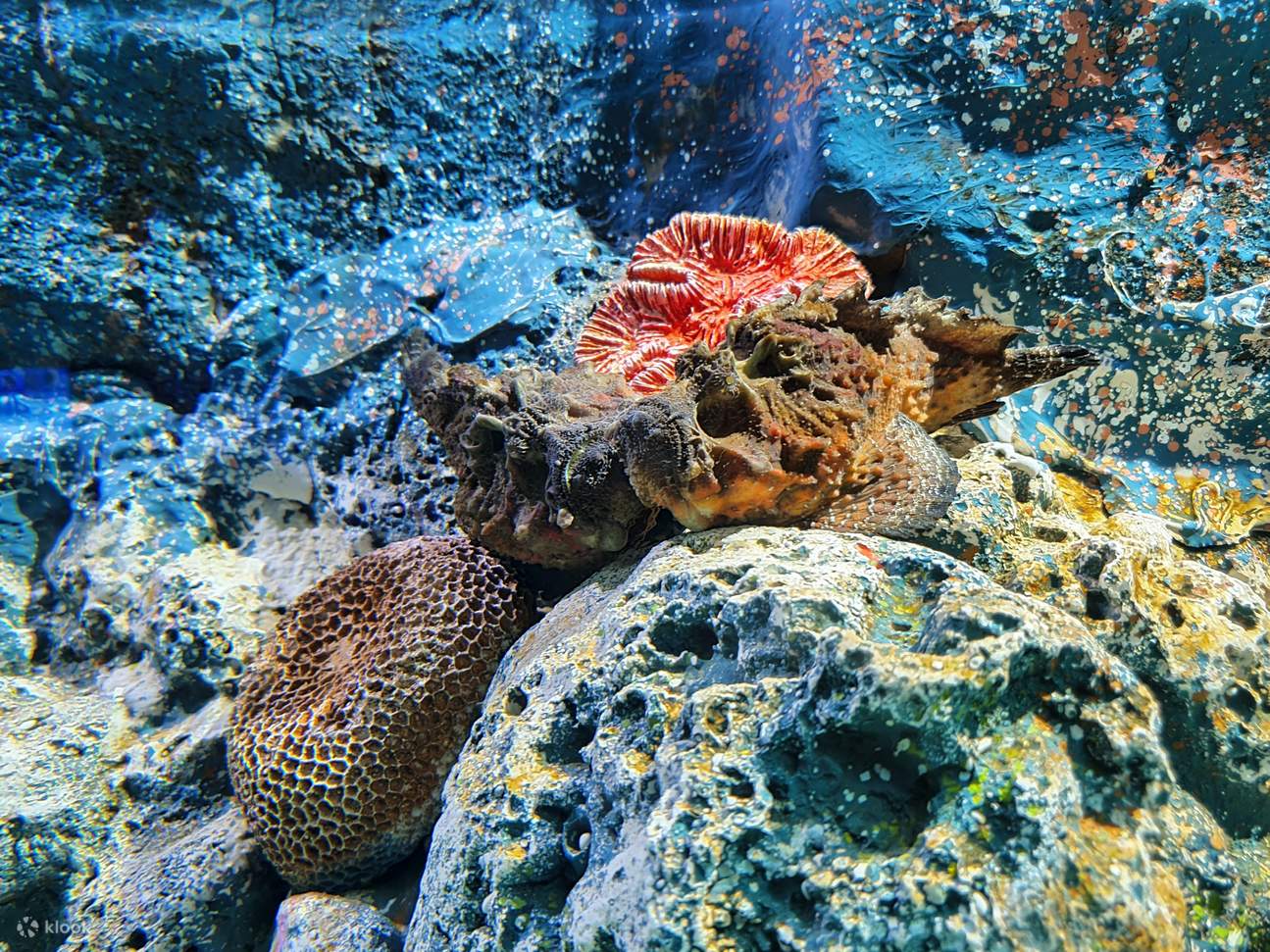 Vé Thủy cung Pattaya Underwater World