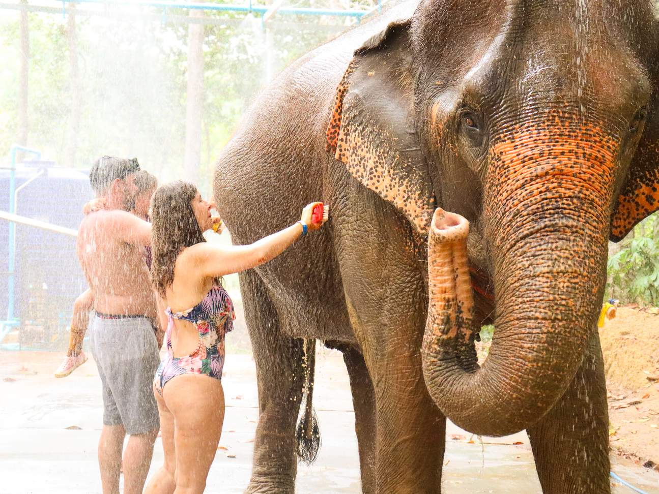 Krabi Elephant Shelter Experience