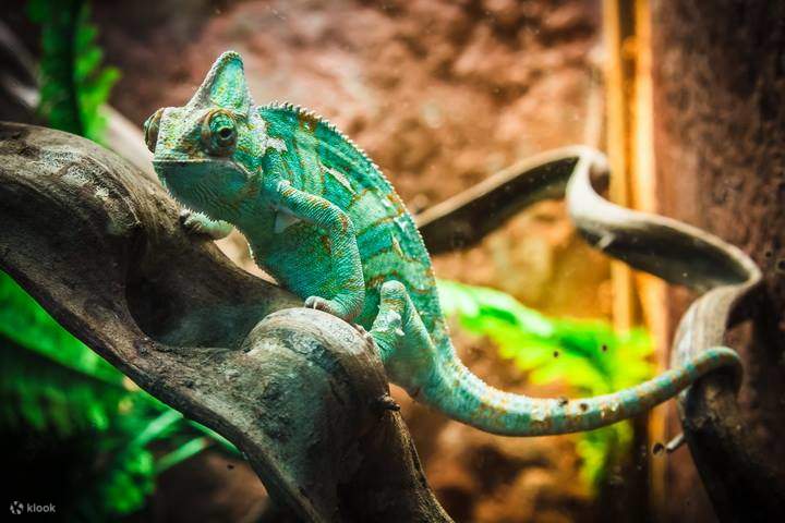 triển lãm tắc kè hoa