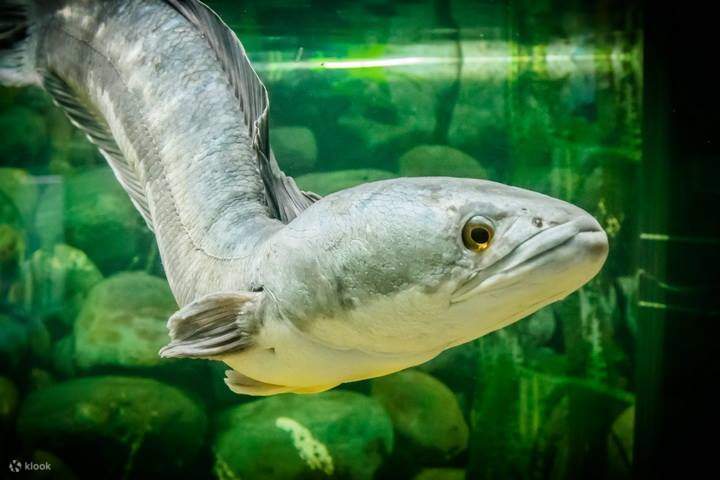 Pez cabeza de serpiente gigante en un acuario