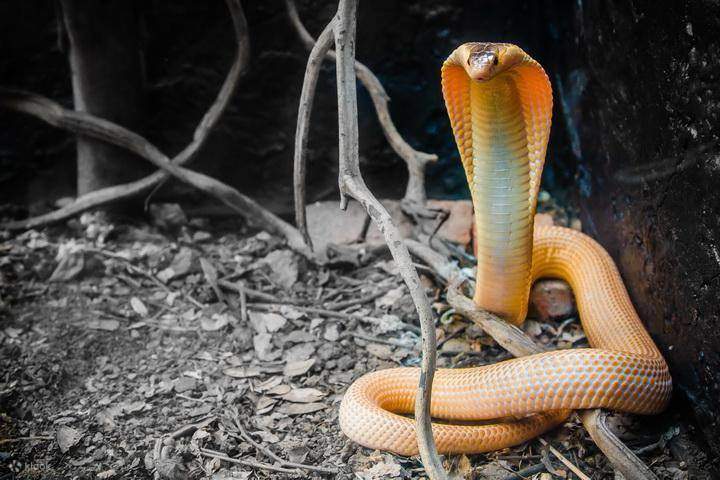 serpiente cobra albina