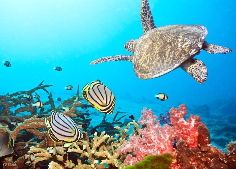 カメとその他の海洋生物