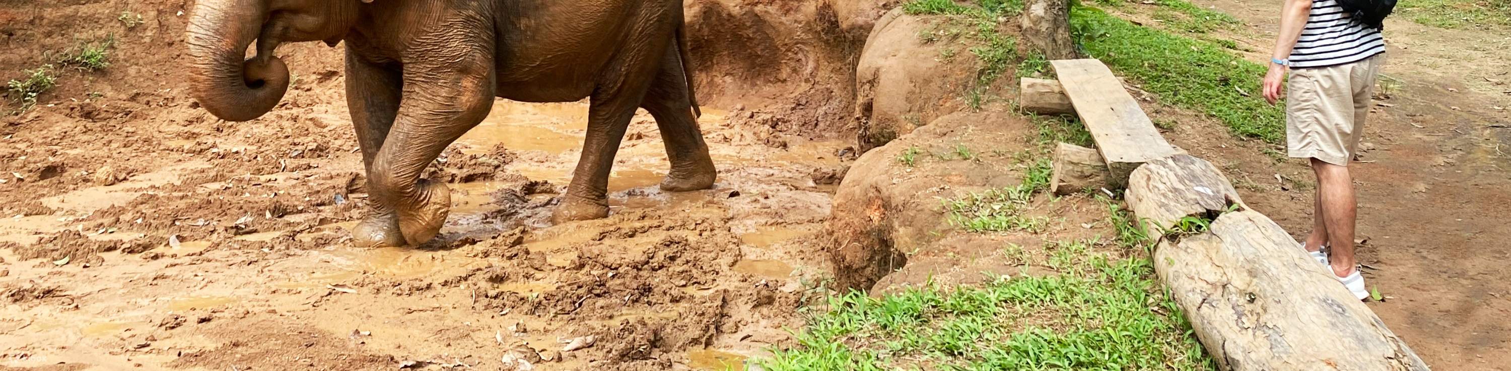 Discover elephant's life