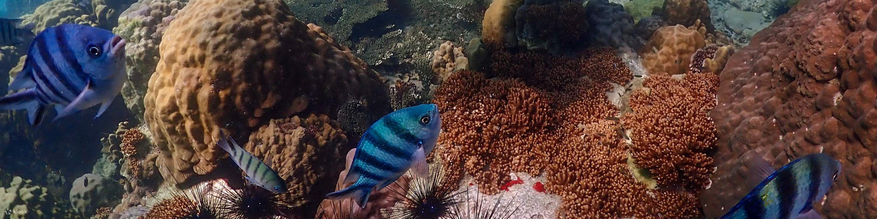 尼莫島體驗無人機照片和午餐